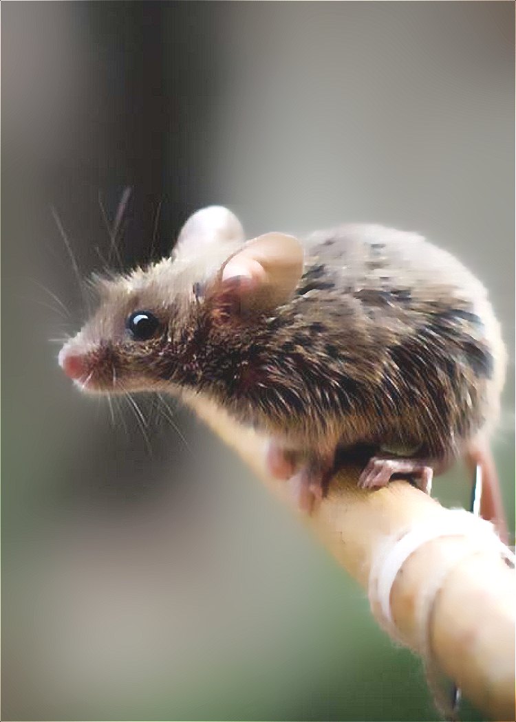 當(dāng)今十大動物騙子,老鼠有這么狡猾？第一名居然.jpg