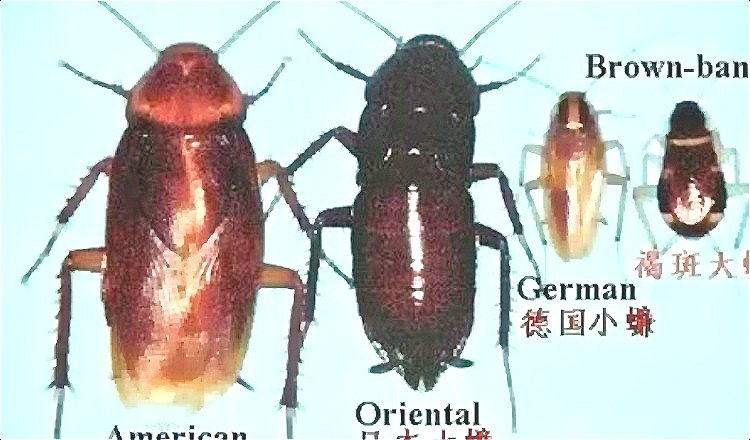 【害怕】南方的蟑螂能把北方的漢子嚇哭!南北.png