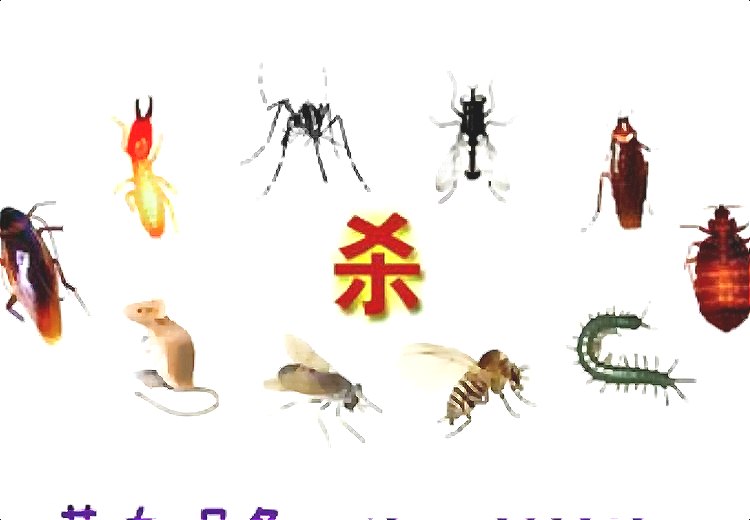 【廣州殺蟲專家 酒店餐廳飯店殺蟑螂老鼠服務.jpg