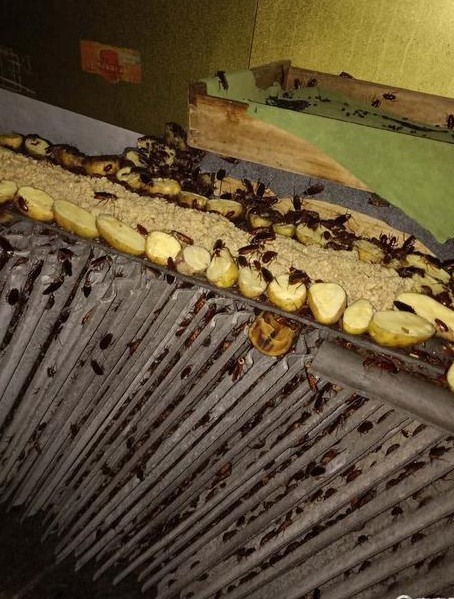 滅蟑螂公司哪家好 (13).png