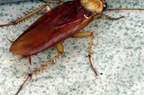 滅蟑螂公司哪家好 (49).png