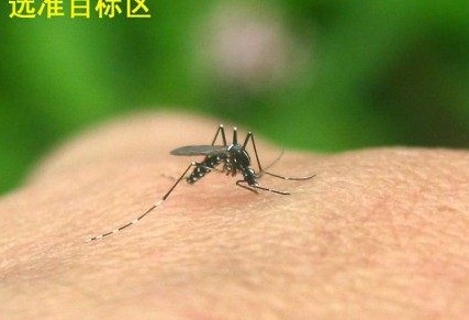 1581388319168985.jpg 蚊子 (119).jpg