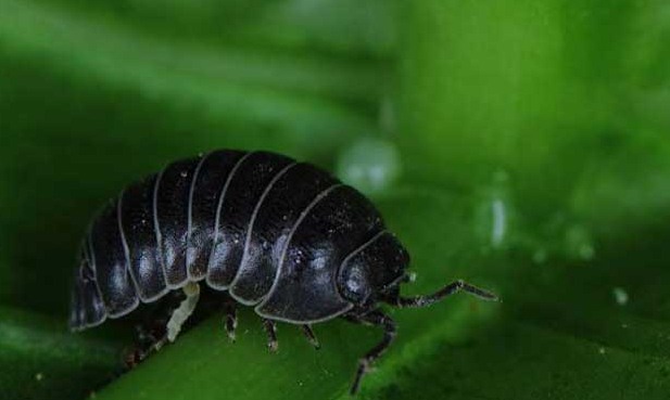 怎么有效滅殺害蟲 (101).jpeg