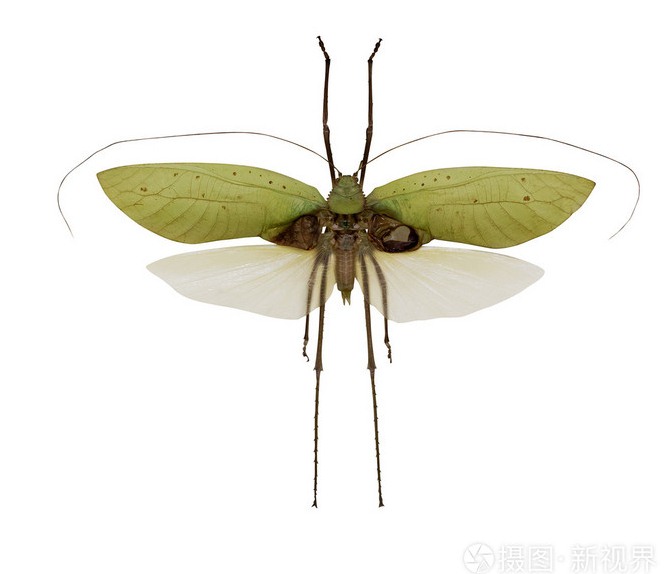 綠色的翅膀飛行蝗蟲.jpg