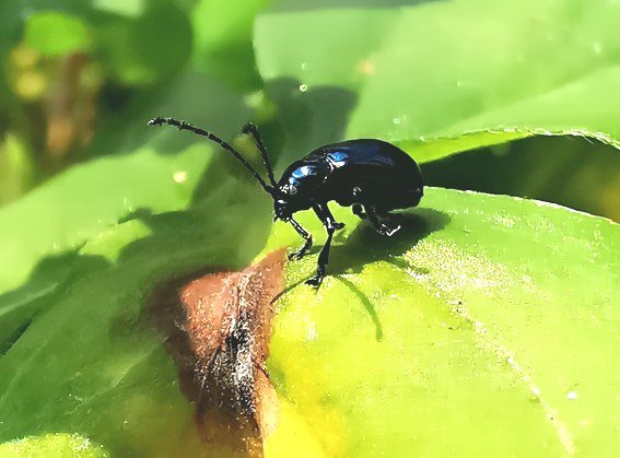 深圳殺蟲公司 (244).jpg