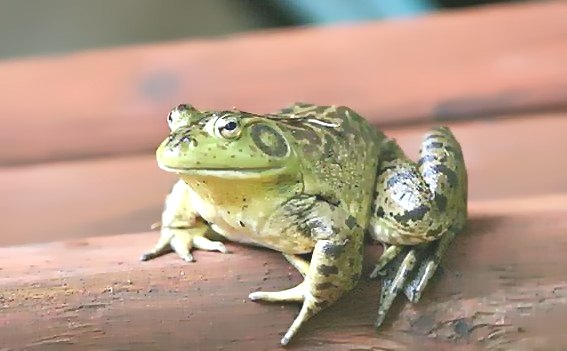 深圳殺蟲公司 (584).jpg