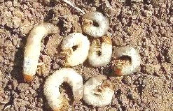 深圳殺蟲公司 (56).jpg