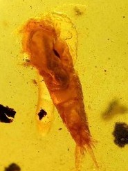 深圳殺蟲(chóng)公司告訴你衣魚(yú)怎么消滅 (296).jpg