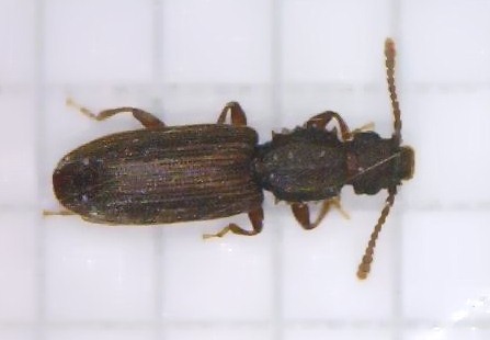 深圳殺蟲公司如何滅殺書虱 (75).jpg