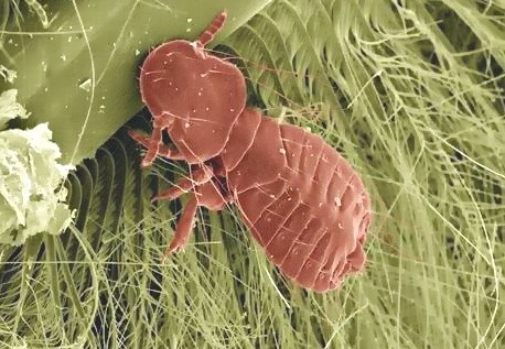 深圳殺蟲公司如何滅殺書虱 (105).jpg