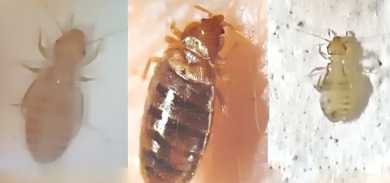 深圳殺蟲公司如何滅殺書虱 (213).jpg