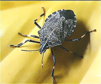 深圳殺蟲公司教您如何滅臭蟲 (33).jpg