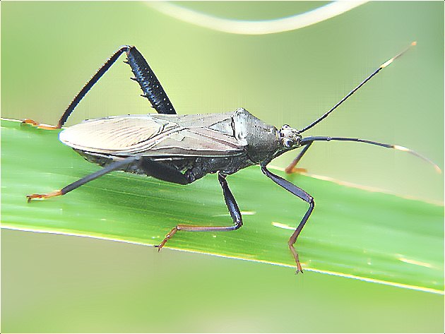 深圳殺蟲公司教您如何滅臭蟲 (159).jpg