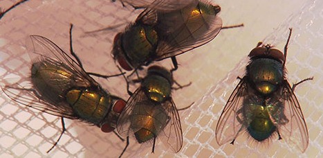 深圳殺蟲公司教您如何滅蒼蠅 (389).jpg