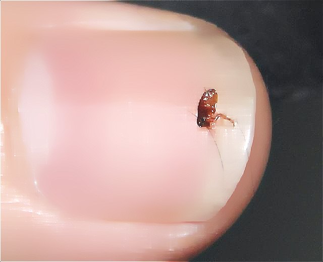 深圳殺蟲公司如何快速有效專業的滅殺害蟲 (461).jpg