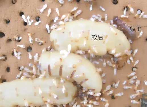 深圳殺蟲公司教您如何防治白蟻 (140).jpg