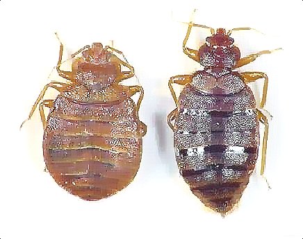 深圳殺蟲公司教您如何滅臭蟲 (77).jpg