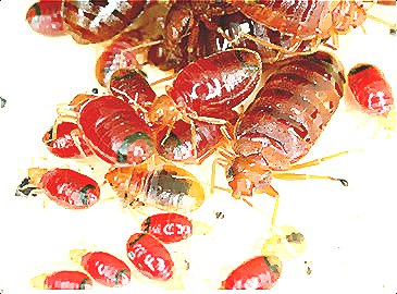 深圳殺蟲公司教您如何滅臭蟲 (199).jpg