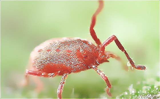 深圳殺蟲公司教您恙蟲病的預防與控制 (5).jpg