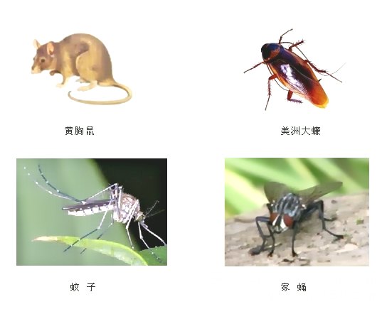 深圳殺蟲滅鼠公司教您如何除四害 (938).jpg