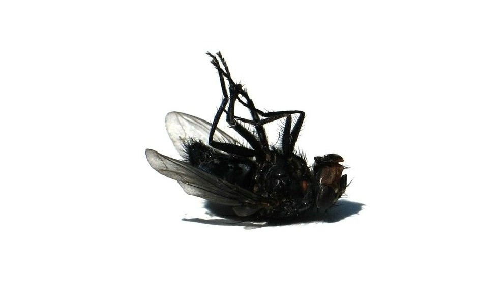 深圳殺蟲公司教您如何滅蒼蠅 (223).jpg