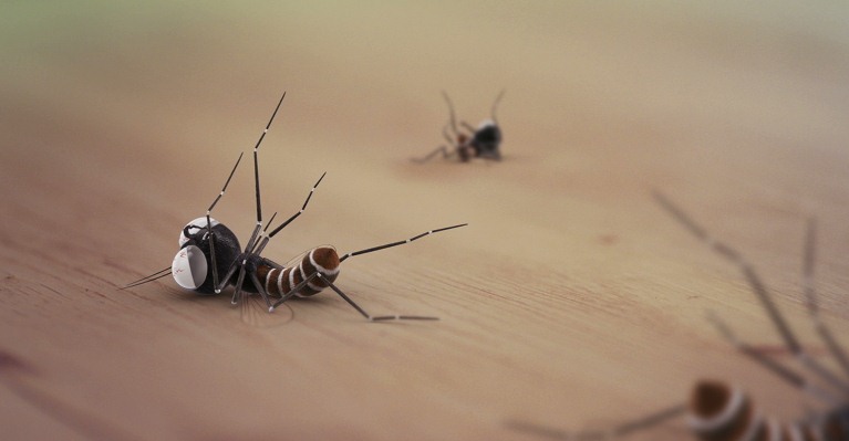 深圳殺蟲公司如何滅蚊子 (31).jpeg