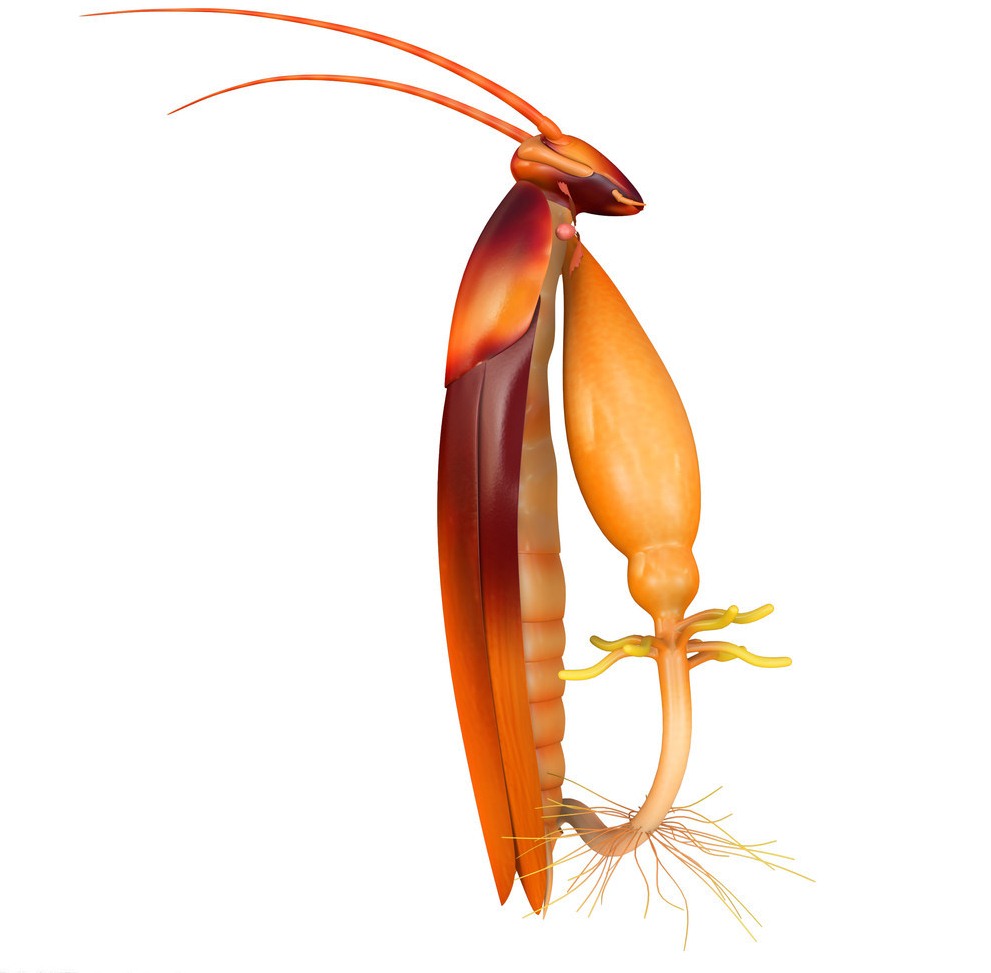 深圳滅蟑螂公司教您如何快速滅蟑螂 (1187).jpg