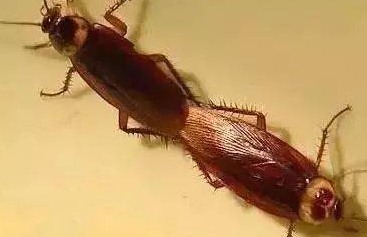 深圳滅蟑螂公司教您如何快速滅蟑螂 (390).jpeg