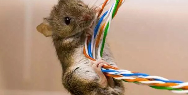 深圳滅鼠公司 如何快速有效滅鼠 (53).jpeg