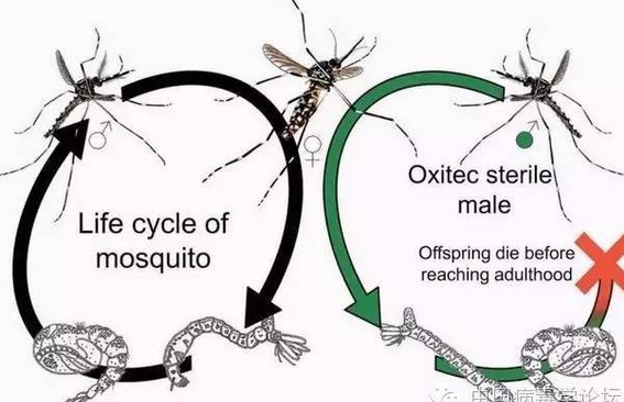 深圳殺蟲公司如何滅蚊子 (108).jpg
