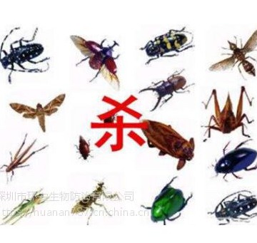 深圳殺蟲公司教你如何預防蚊蠅？.jpg