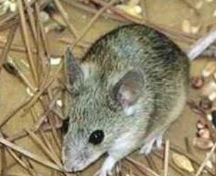 深圳滅鼠公司如何快速有效滅鼠 (266).jpg