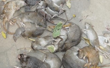 深圳滅鼠公司如何快速有效滅鼠 (560).jpg