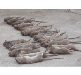 深圳滅鼠公司 如何快速有效滅鼠 (1871).jpg