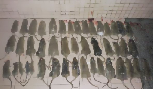 深圳殺蟲滅鼠公司教您如何除四害 (138).jpg