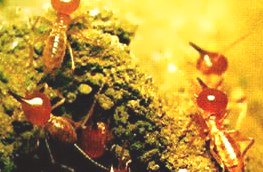 深圳殺蟲公司教您如何防治白蟻 (412).jpg