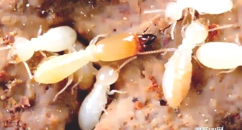 深圳殺蟲公司教您如何防治白蟻 (21).jpg