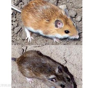 深圳滅鼠公司如何快速有效滅鼠 (48).jpg