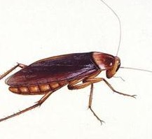 深圳殺蟲公司教您如何快速專業滅殺蟑螂 (1050).jpg