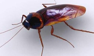 深圳滅蟑螂公司教您如何快速滅蟑螂 (3104).jpg